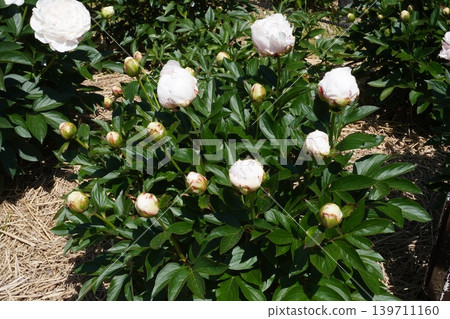 Peony flower "Rondo" May 2026 139711160