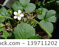 草莓花 139711202