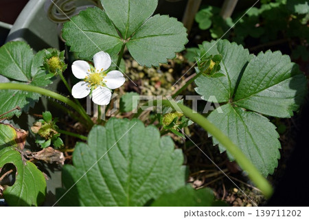 草莓花 草莓花 139711202