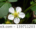 草莓花 139711203