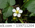 草莓花 139711204