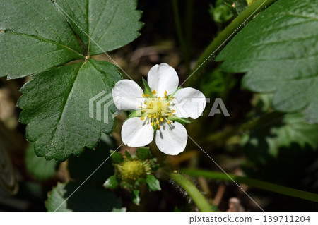 草莓花 草莓花 139711204