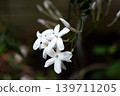 我們的茉莉花 2026 139711205