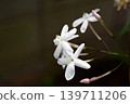 我們的茉莉花 2026 139711206