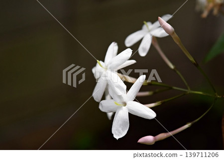 我們的茉莉花 2026 我們的茉莉花 2026 139711206