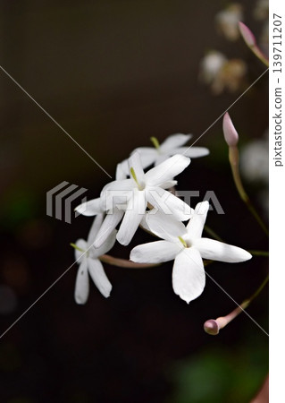 我們的茉莉花 2026 我們的茉莉花 2026 139711207