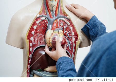 Asian student learning with human body model in anatomy biology in classroom at high school. Asian student learning with human body model in anatomy biology in classroom at high school. 139711291