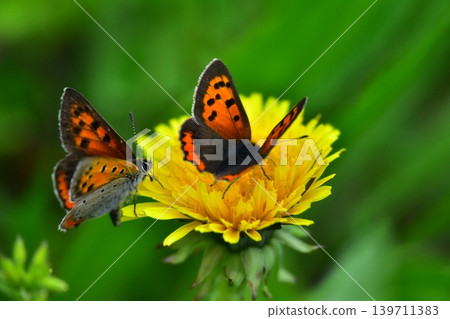 Copper butterfly Copper butterfly 139711383