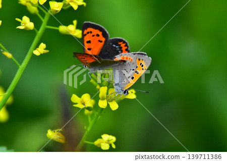 Copper butterfly Copper butterfly 139711386