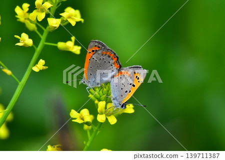 Copper butterfly 139711387