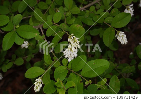 Ligustrum blossoms beginning to bloom - May 2026 Ligustrum blossoms beginning to bloom - May 2026 139711429
