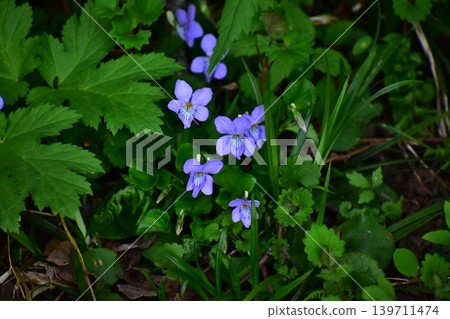 Tachibubikusu花 Tachibubikusu花 139711474