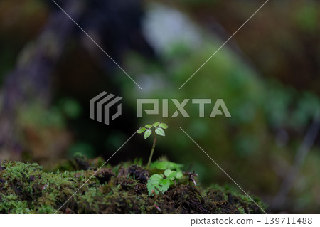 春林中萌發的嫩芽 春林中萌發的嫩芽 139711488