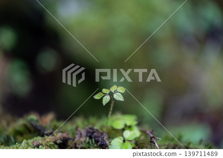 春林中萌發的嫩芽 139711489