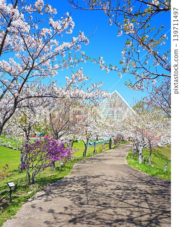 A breathtaking view of cherry blossoms at Yoichi Maruyama Park in Hokkaido. 139711497
