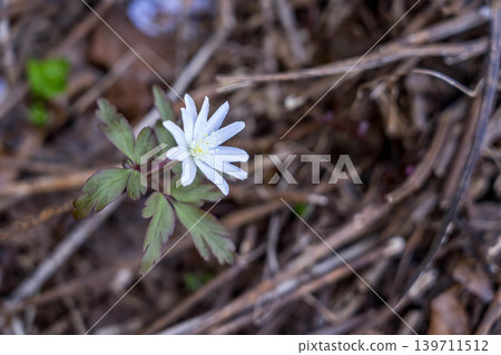 Spring Fairy ~Chrysanthemum-blooming Anemone~ Spring Fairy ~Chrysanthemum-blooming Anemone~ 139711512