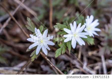 春之仙子~菊花盛開的銀蓮花~ 139711513
