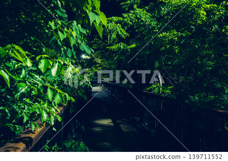 一張夜晚森林樹葉的照片。 一張夜晚森林樹葉的照片。 139711552