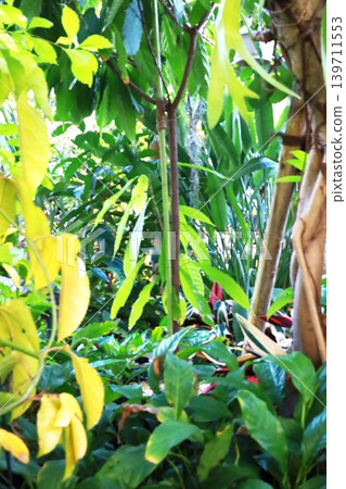 葉子植物 葉子植物 139711553