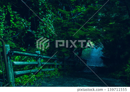 A photograph of leaves in a forest at night. 139711555
