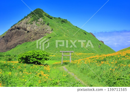 佐渡島小野龜的黃花菜盛開 佐渡島小野龜的黃花菜盛開 139711585
