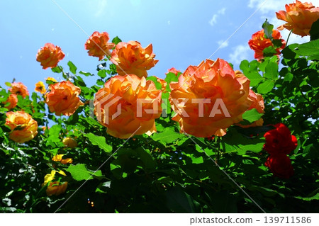 Orange roses basking in the sunlight Orange roses basking in the sunlight 139711586