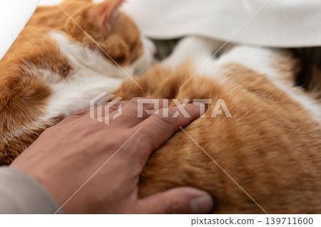 Stroking a cat, brown tabby white Stroking a cat, brown tabby white 139711600