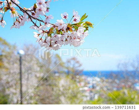 A breathtaking view of cherry blossoms at Yoichi Maruyama Park in Hokkaido. A breathtaking view of cherry blossoms at Yoichi Maruyama Park in Hokkaido. 139711631