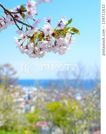 A breathtaking view of cherry blossoms at Yoichi Maruyama Park in Hokkaido. A breathtaking view of cherry blossoms at Yoichi Maruyama Park in Hokkaido. 139711632