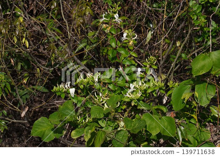 Honeysuckle flowers blooming while entwined around trees - May 2026 139711638