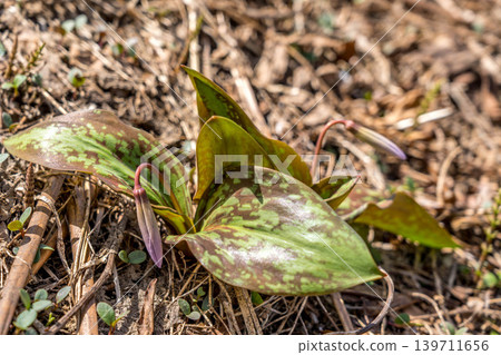 Early spring buds - Erythronium japonicum - Early spring buds - Erythronium japonicum - 139711656