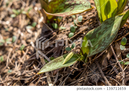 Early spring buds - Erythronium japonicum - Early spring buds - Erythronium japonicum - 139711659