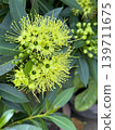 Vibrant yellow blooms burst from lush green leaves 139711675