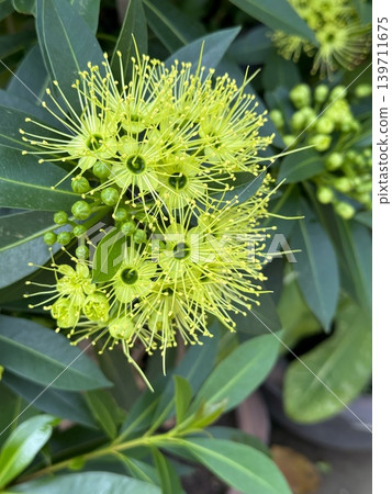 Vibrant yellow blooms burst from lush green leaves 139711675