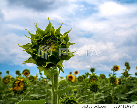 Sunflower bud Sunflower bud 139711687