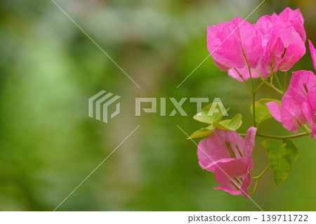 Bougainvillea adorned with green Bougainvillea adorned with green 139711722