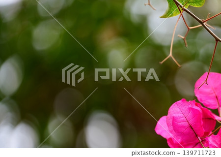 Bougainvillea enveloped in bokeh Bougainvillea enveloped in bokeh 139711723