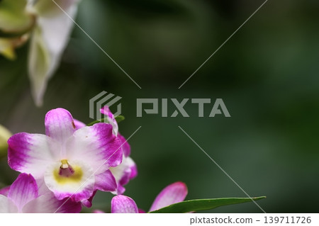 Elegant Dendrobium flowers Elegant Dendrobium flowers 139711726