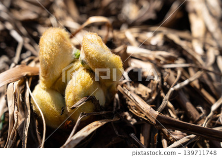The breath of spring ~Ferns~ The breath of spring ~Ferns~ 139711748