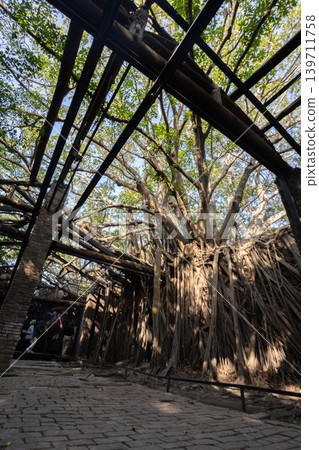 Inside the Anping Tree House in Tainan, Taiwan, and the roots of a banyan tree. 139711758