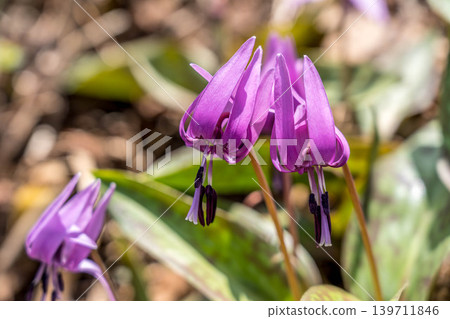 Spring Fairy ~Erythronium japonicum~ 139711846