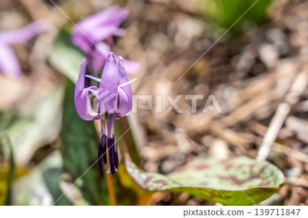 春仙子（Erythronium japonicum） 139711847