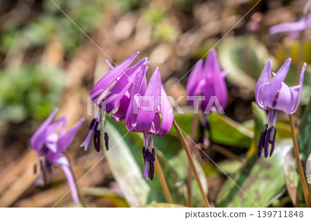 春仙子(Erythronium japonicum) 春仙子(Erythronium japonicum) 139711848
