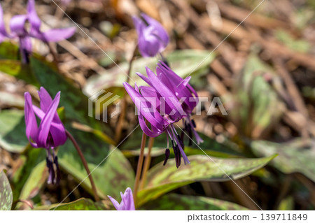 春仙子（Erythronium japonicum） 139711849