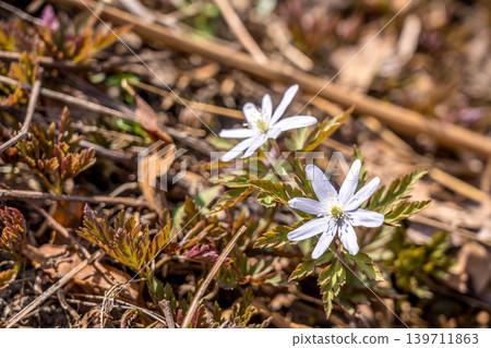 Spring Fairy ~Chrysanthemum-blooming Anemone~ Spring Fairy ~Chrysanthemum-blooming Anemone~ 139711863