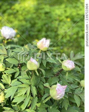 Peony buds in garden surrounded by green foliage, ideal for nature and botanical backgrounds Peony buds in garden surrounded by green foliage, ideal for nature and botanical backgrounds 139711904