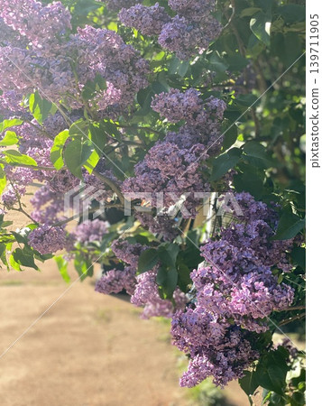 Lilac flowers in full bloom with vibrant green leaves in sunlight, perfect for spring background Lilac flowers in full bloom with vibrant green leaves in sunlight, perfect for spring background 139711905