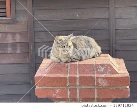 Tabby cat relaxing on brick structure outdoors, perfect for cozy pet-themed background Tabby cat relaxing on brick structure outdoors, perfect for cozy pet-themed background 139711924