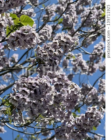 Purple wisteria flowers blooming on tree branches against clear blue sky, viewed from below Purple wisteria flowers blooming on tree branches against clear blue sky, viewed from below 139711925