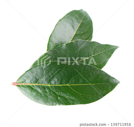 Fresh laurel leaves isolated on white background. Bay leaf herb. Clipping path. Fresh laurel leaves isolated on white background. Bay leaf herb. Clipping path. 139711958